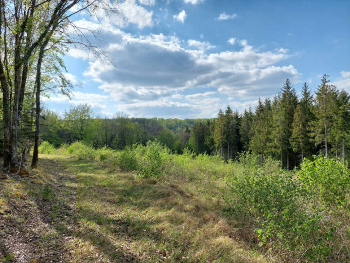 Des ateliers pour découvrir la forêt