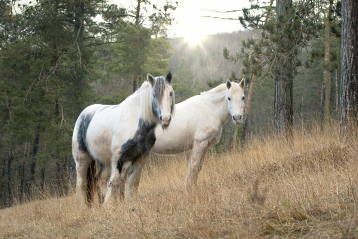 Fumier au crottin de cheval à donner